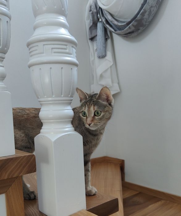 Ищем новый дом для нашей девочки