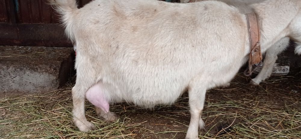 Ешкилер сатылады