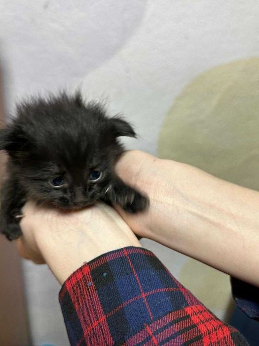 Срочно отдам котят