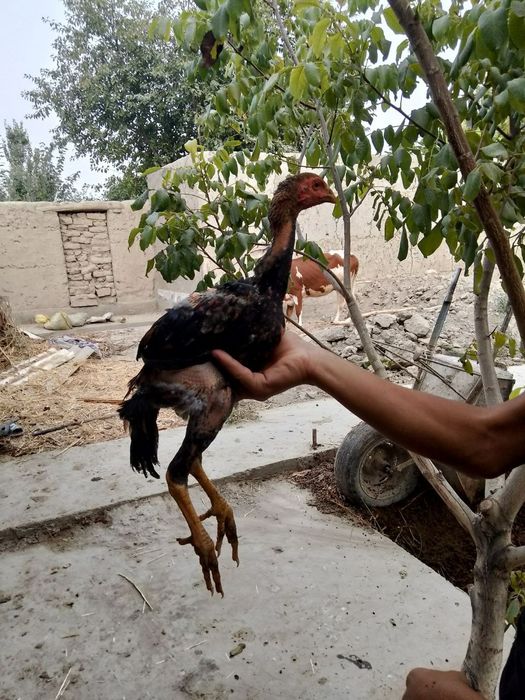 Dakan jujalar sotiladi