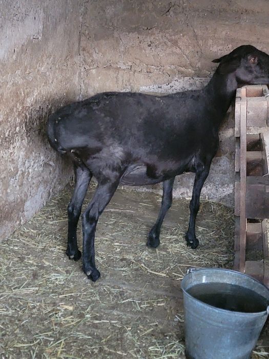 Семіз саулык бар