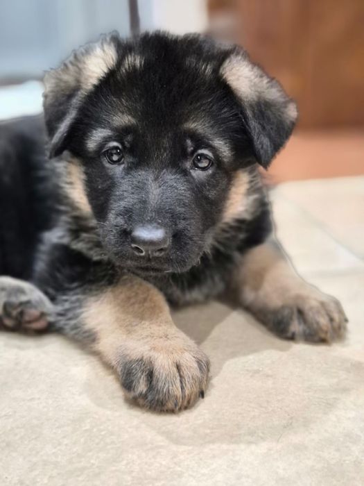 Продам щенков немецкой овчарки