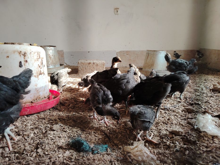 Кора шахзода 90  кунлик