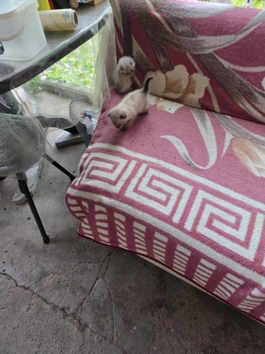 Вислоухие котята
