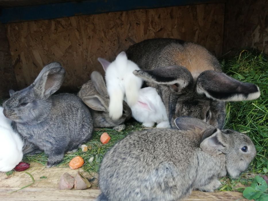 "Pufuleți", de vânzare. UB. Fătați pe 19.03.