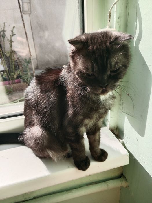 Отдам котят в хорошие руки