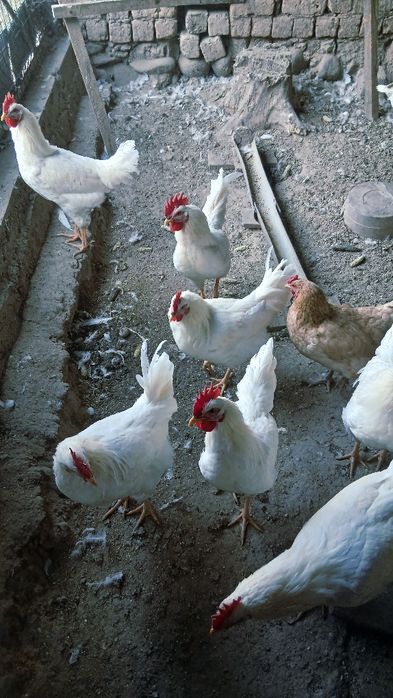 Aka singlisiga sikini korsatdi