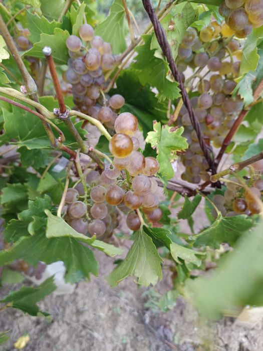 Vand struguri pentru vin