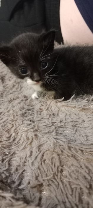 Отдаю котят в добрые руки