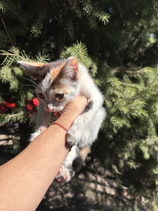 Кошка отдам в хорошие руки