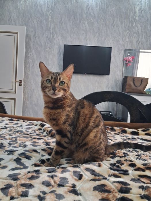 Продаётся кошка Бенгальский породы.