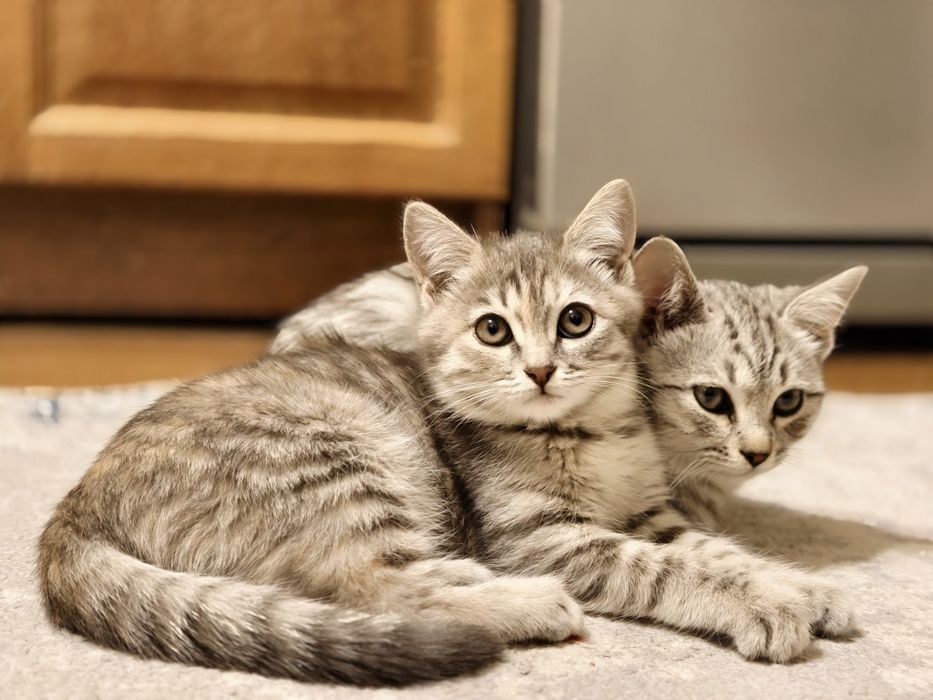 Отдам в добрые руки котенка.