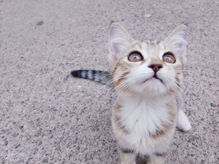 Mushuk bolasi/Котёночек