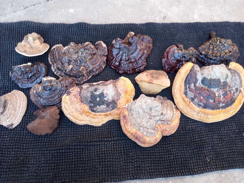 Pachet ciuperci medicinale: Reishi/Ganoderma/Phellinus/Versicolor