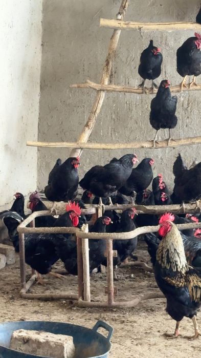 Товук тухлари сотилади