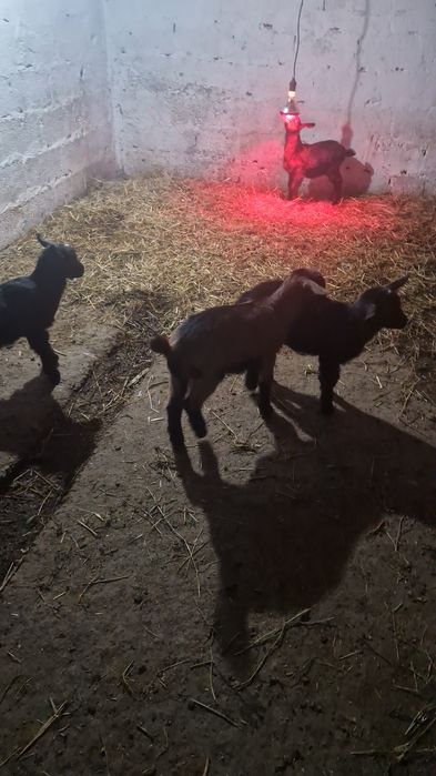 Capre alpine de vânzare