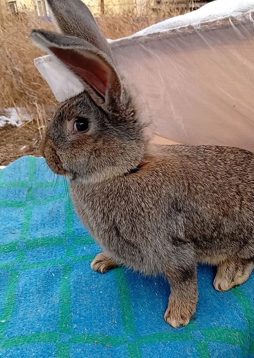 Продам самку микс