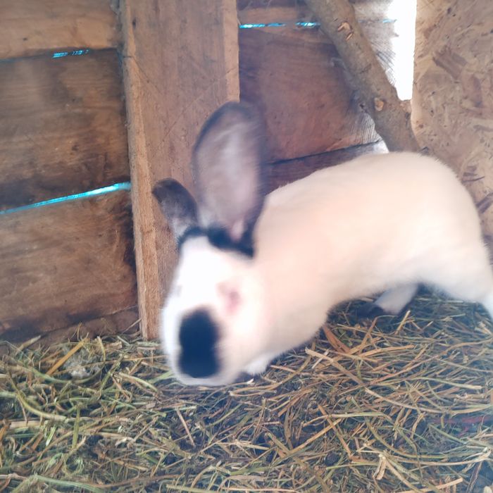 Iepuri uriaș transivania de vinzare