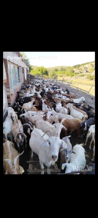 Продавам млади кози