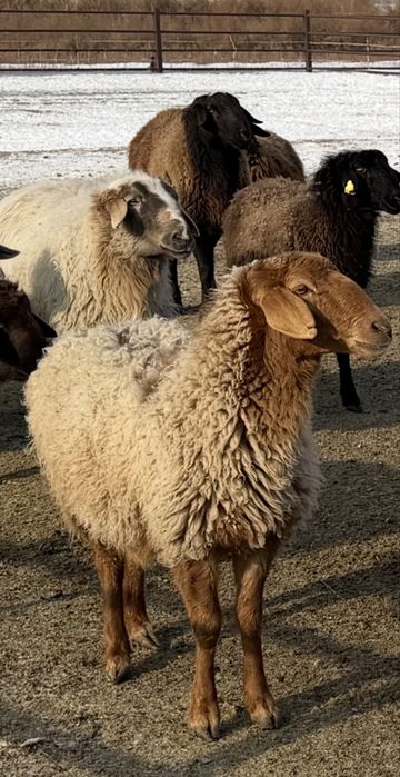 Овцы с ягнятами