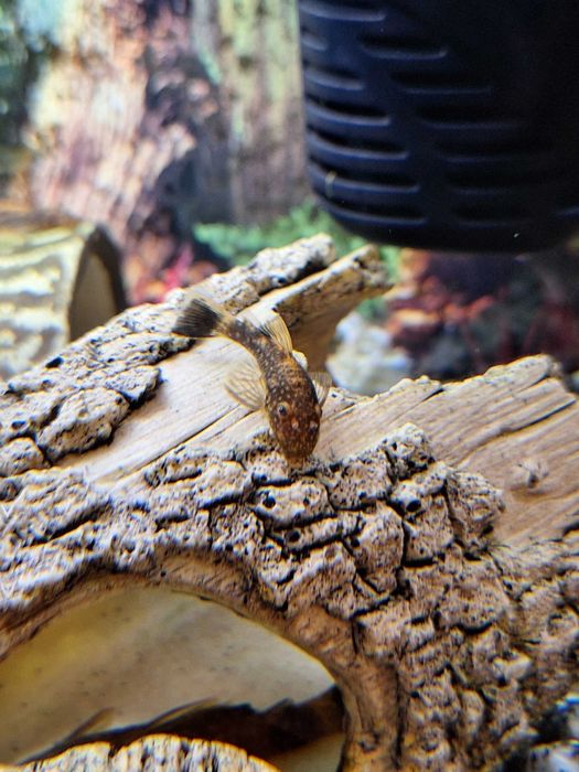 Сомче - Анциструс