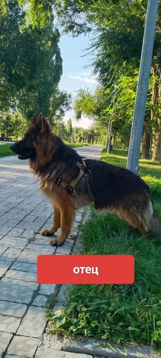 Продаются щенки немецкой овчарки