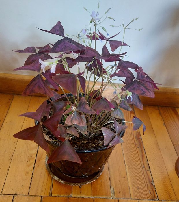 Цветок Батерфлей -бабочкаа