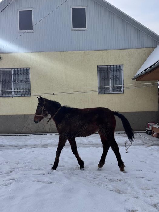 еркек тай сатылады