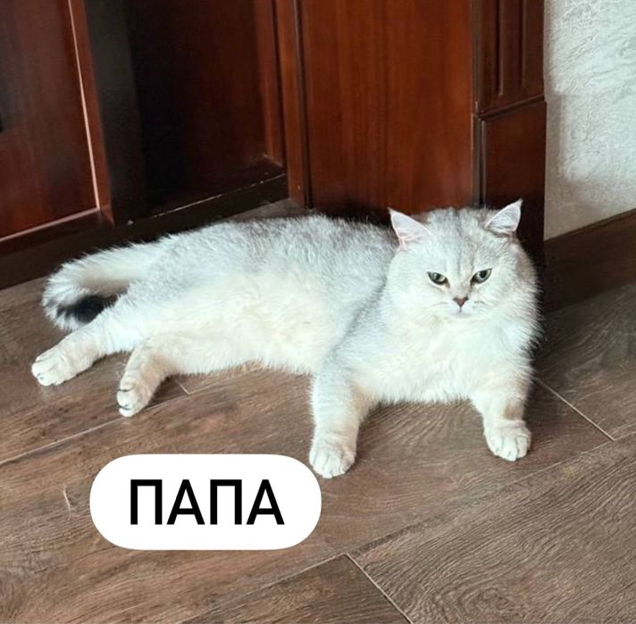 Кот Scottish Straight