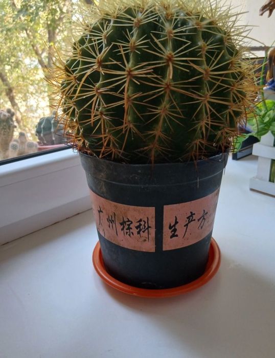 Продается кактус