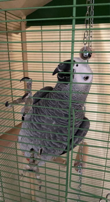 Papagal Jako de vanzare