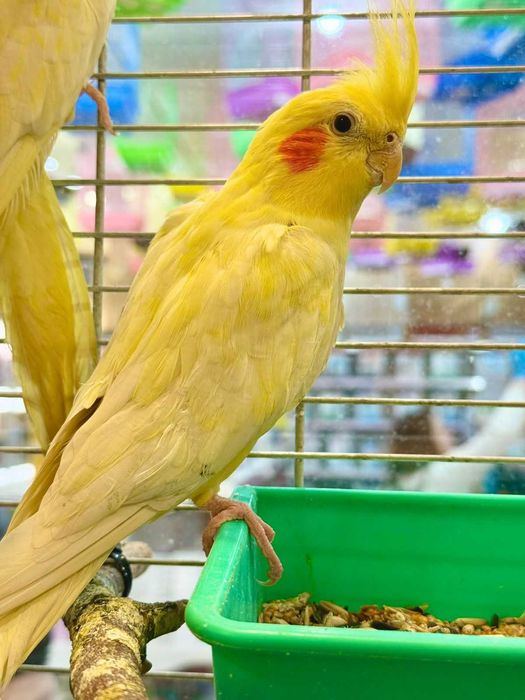 Птицы и попугаи в ЗООМИРЕ