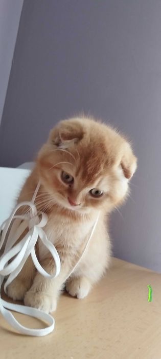Златни чинчили шотландско клепоухо котенце