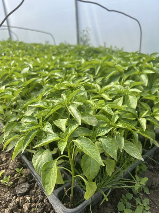 Răsaduri de legume