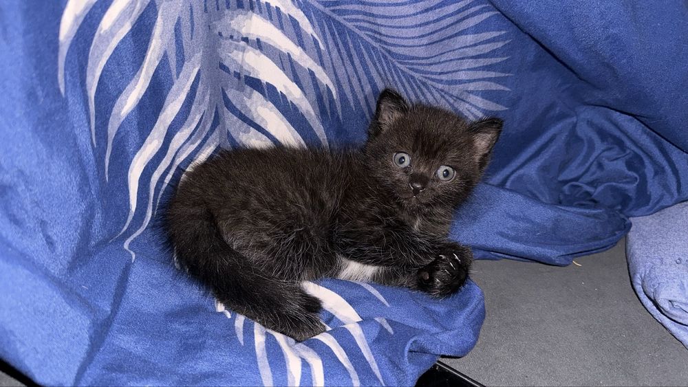 Отдам котят в добоые руки