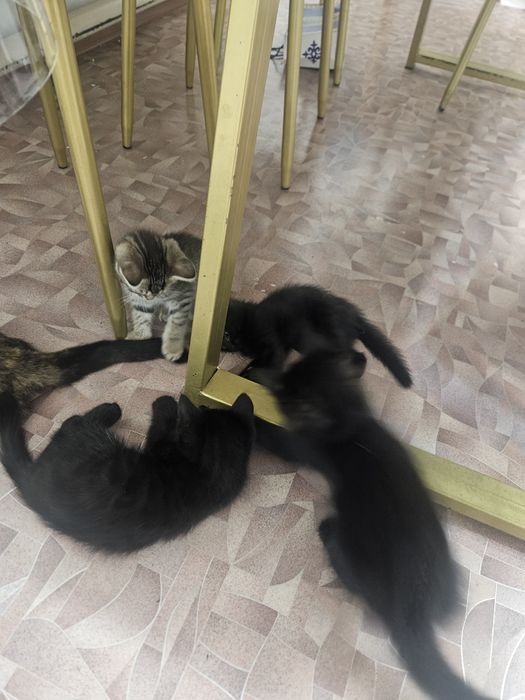 Котята в добрые руки