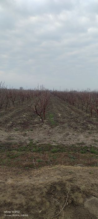 Mevali daraxtlarga shakl berish xizmati