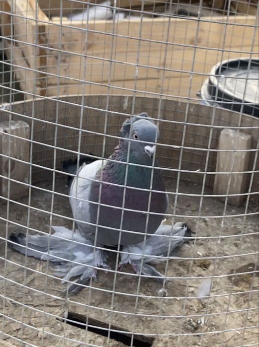 В продаже голубь сизый чубатый