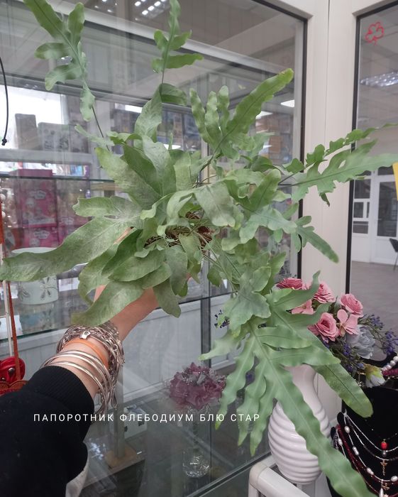 Фикус Умбеллата, растения, цветы