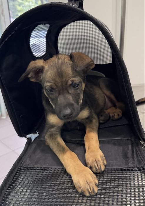 Женски кученца Рея и Рая търсят дом