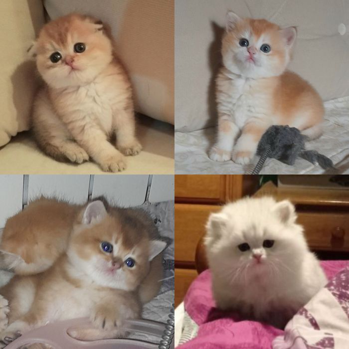 ВЯЗКА.Шикарный чистокровный  британец, серебристая шиншилла.