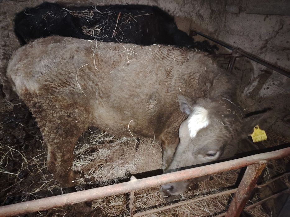 Продам 10 месячную телку