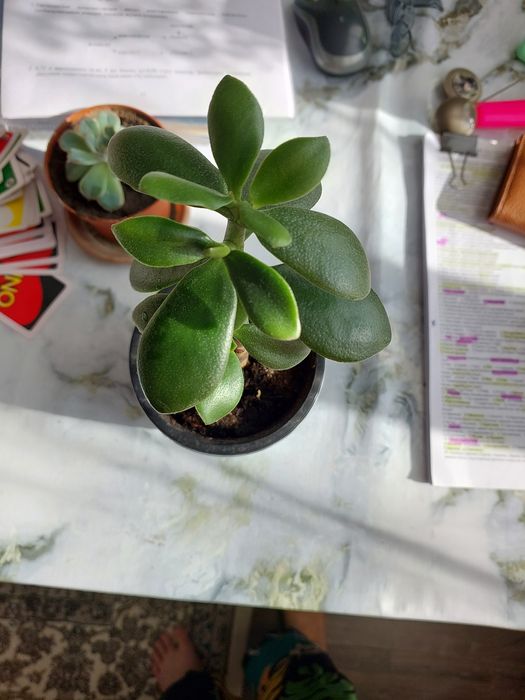 Денежное дерево не дорого