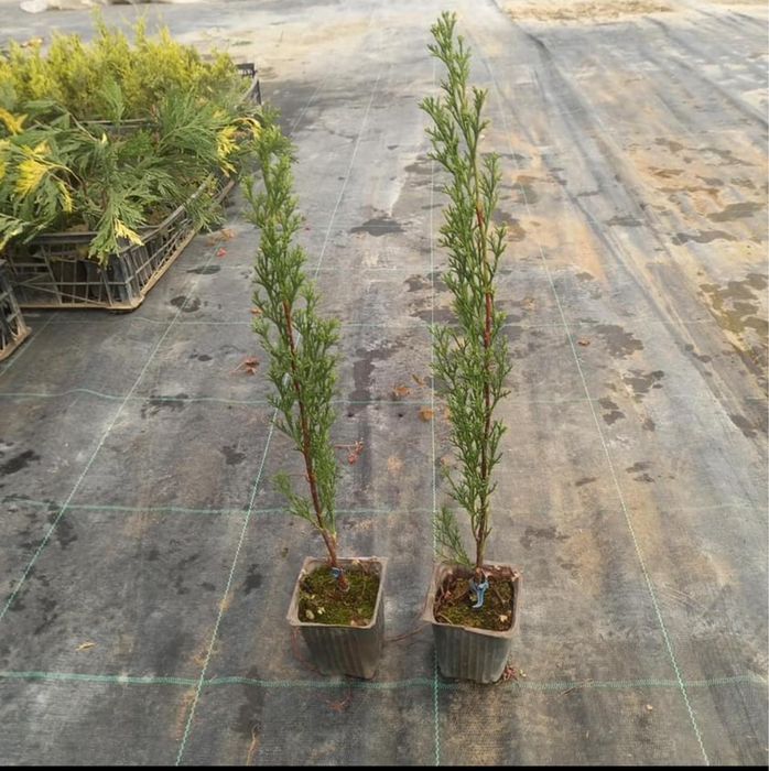 Сенсы кипарисовников.