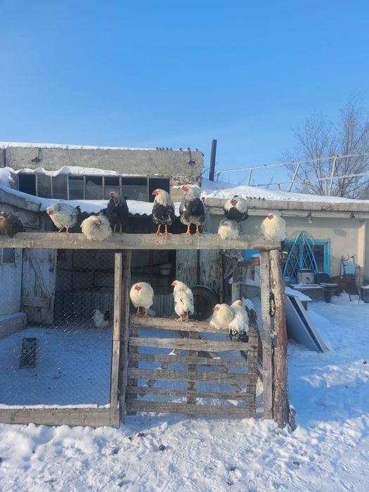 Продам петухи молодые домашние