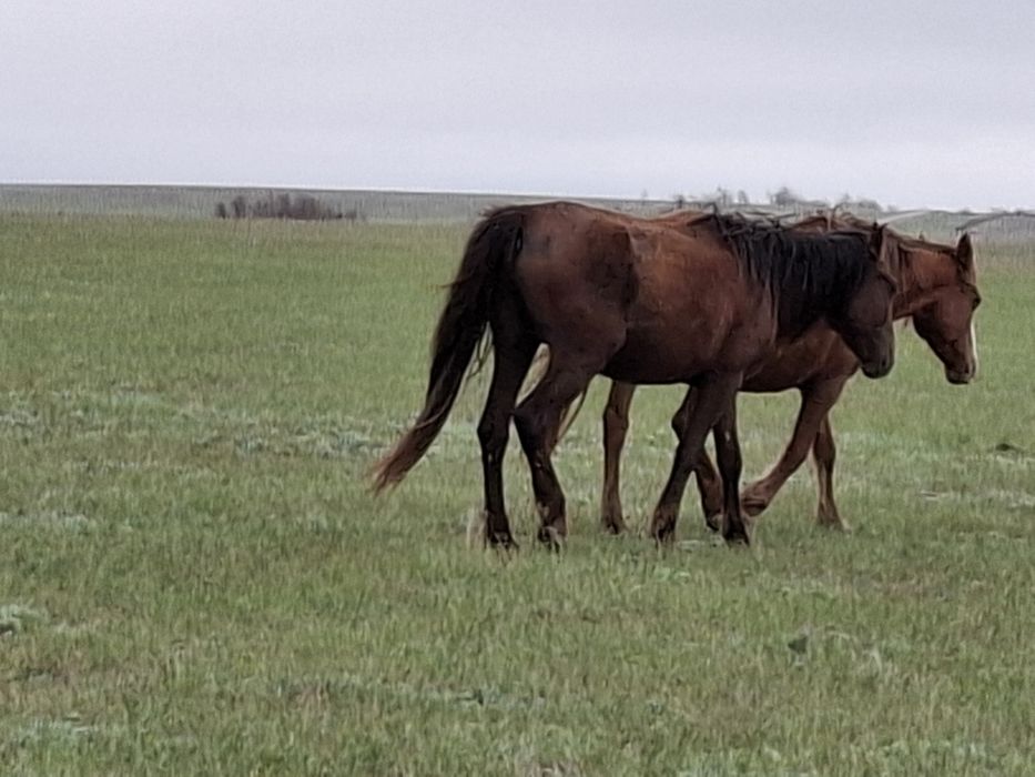 Жылкы ек туга казир буаз 3 туады калага 30 шакырым