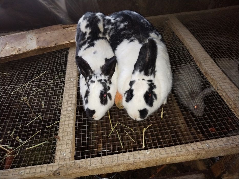 Quyon sotlad soglom boqilgan