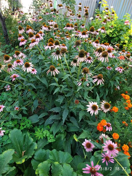 Эхинацея  цветок корни.