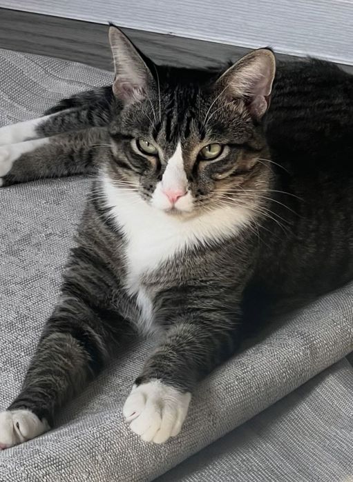 Метис с генами Мейн-куна