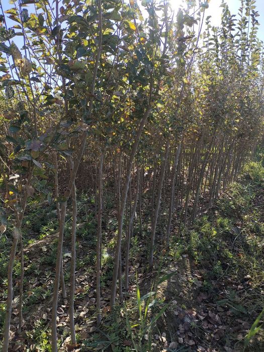 Sada qayrag'och sotiladi